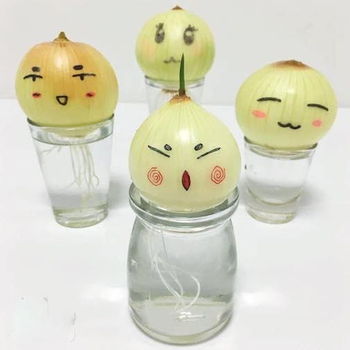 Trồng hành tây